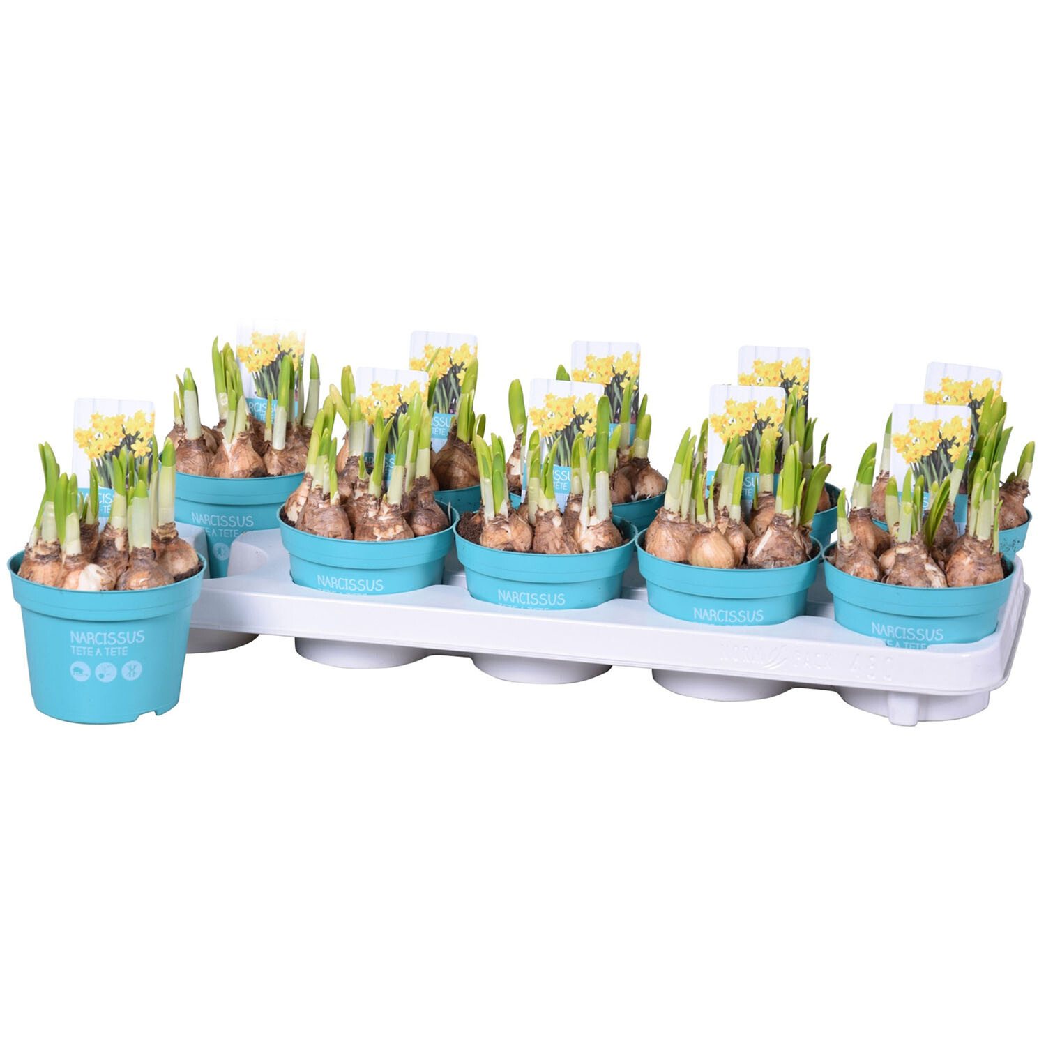 Narcissus Tete a Tete Bulbs - Yellow Image