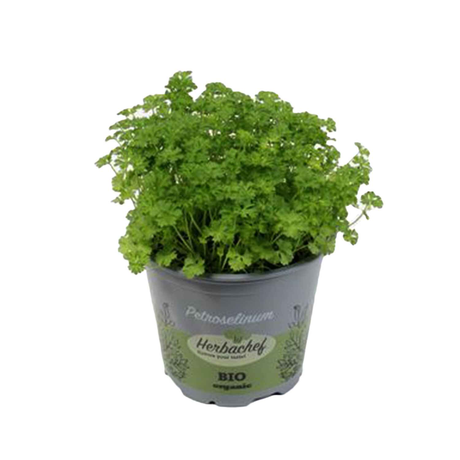 Parsley Herb  - Green Image