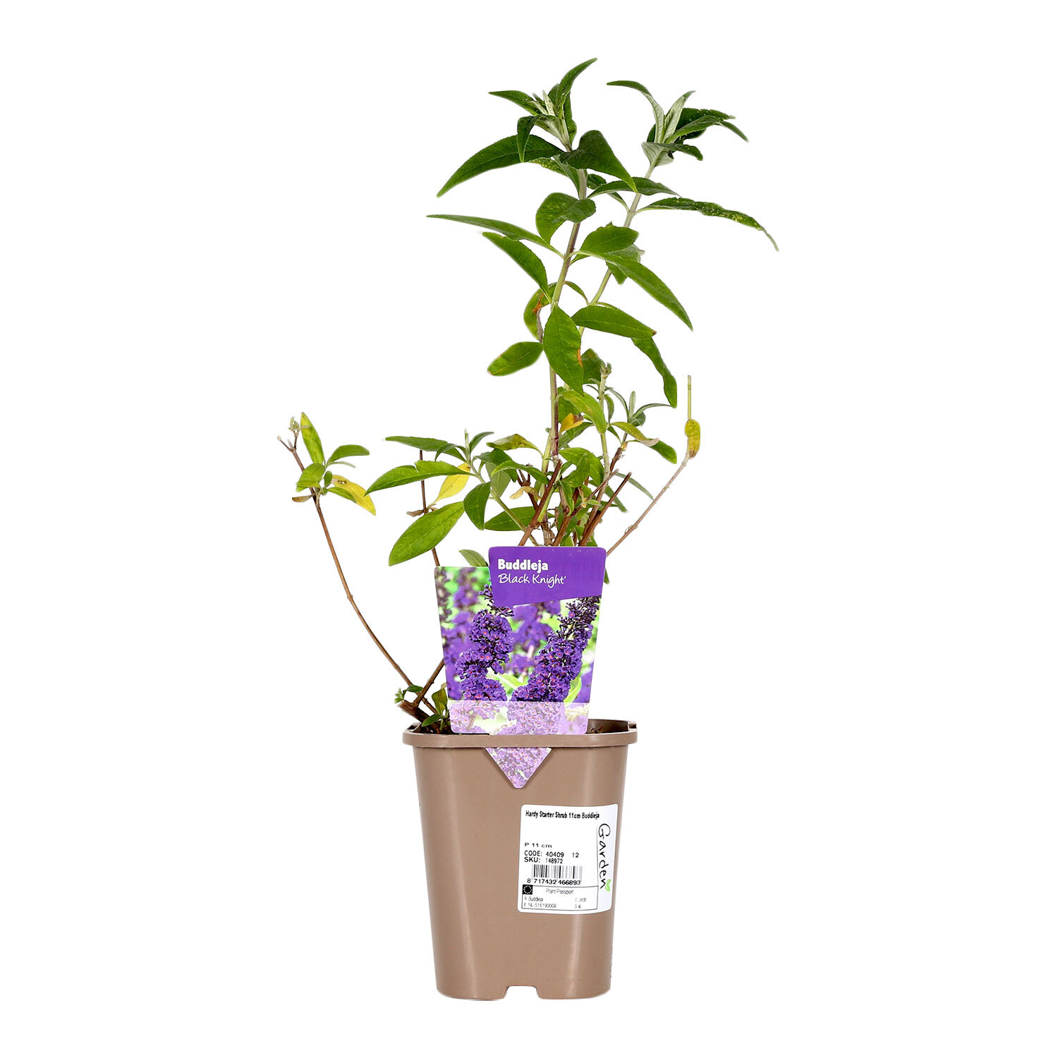 Hardy Starter Shrubs - Buddleja Image