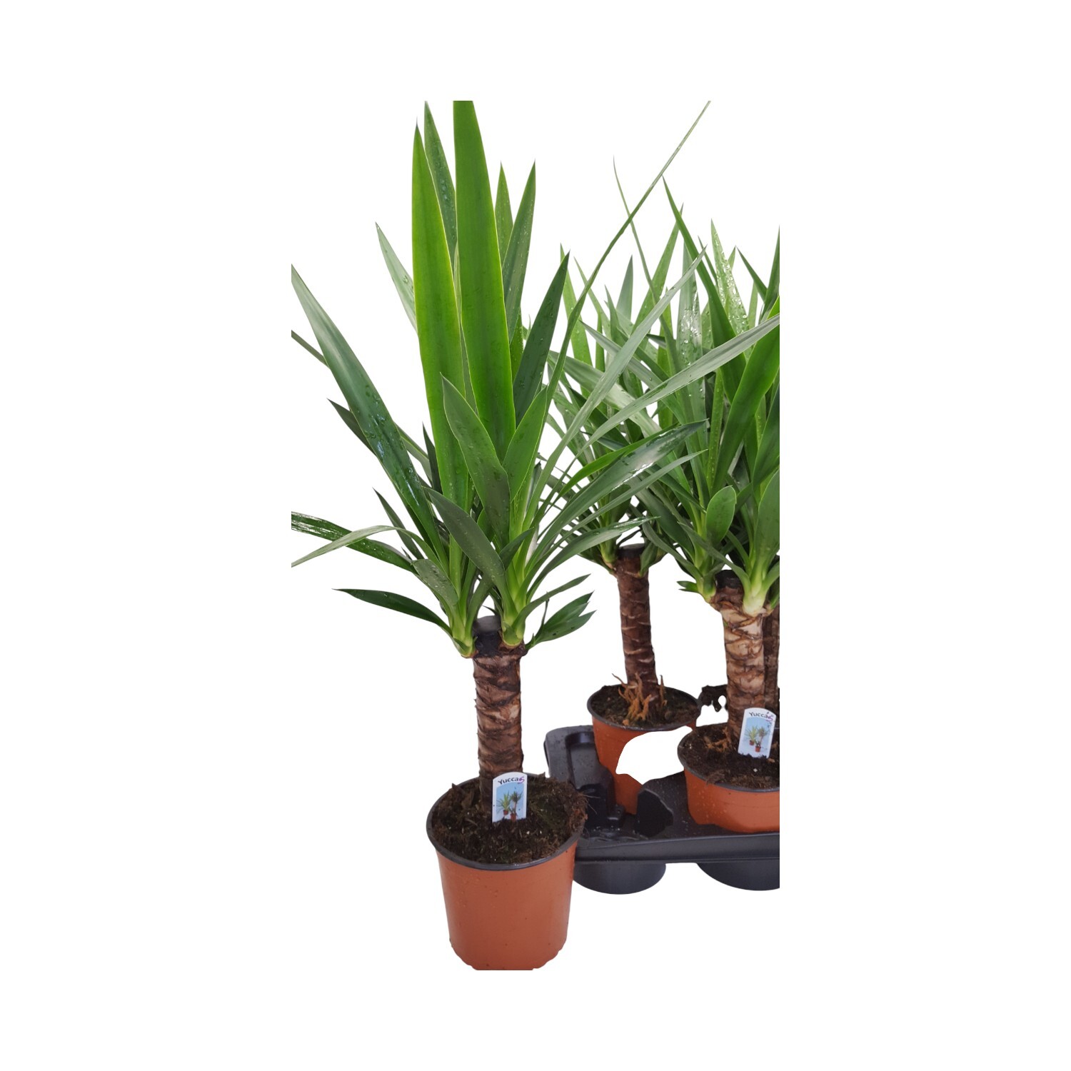 Yucca Elephantipes Plant Image