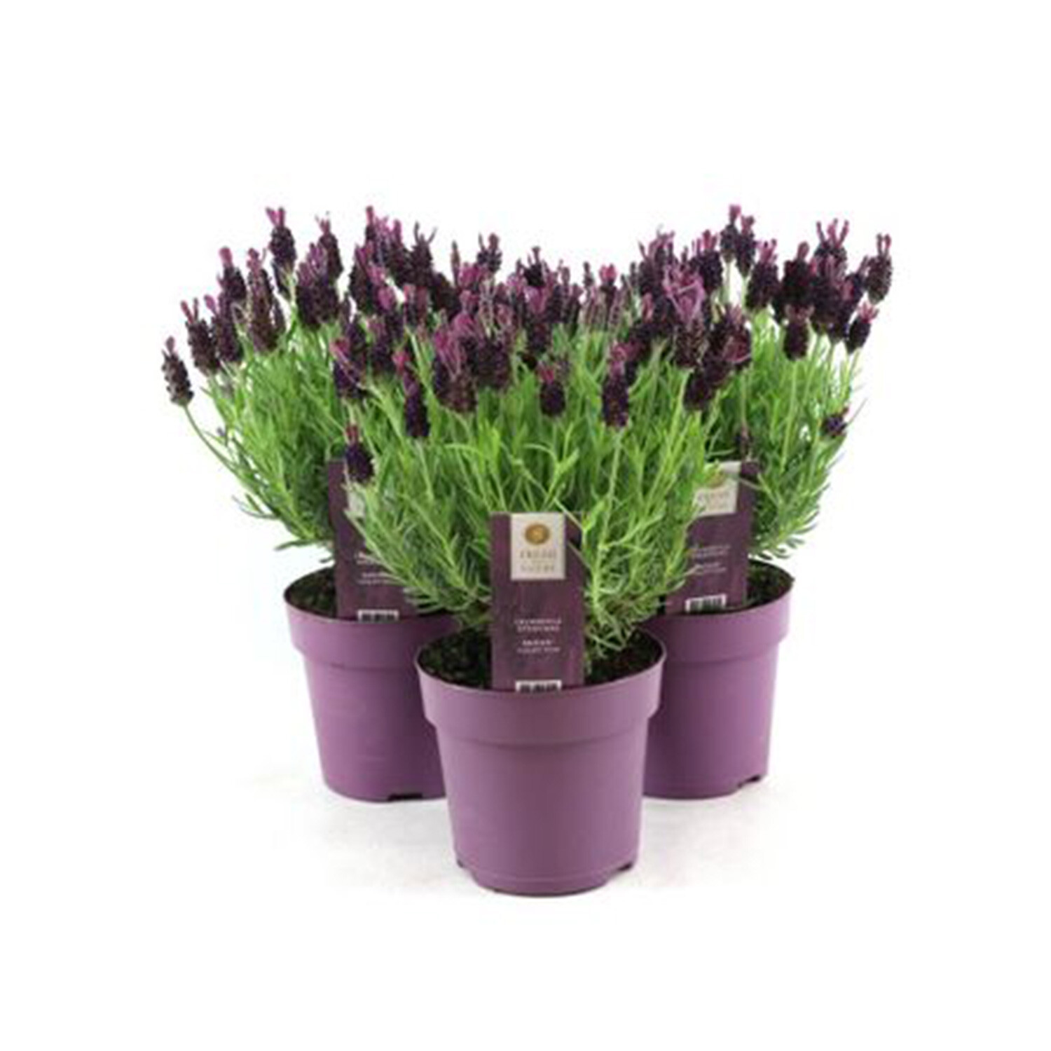 Lavandula Stoechas Anouk 15cm - Purple Image