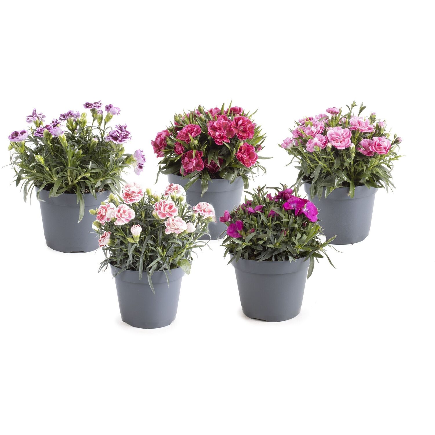 Dianthus Doublelicious Image