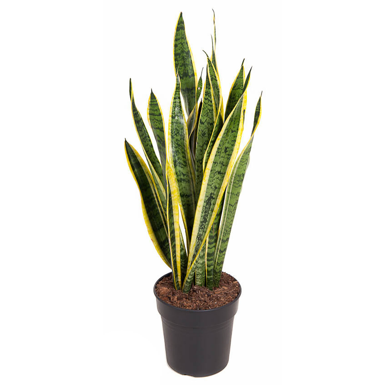 Sansevieria Laurentii Image