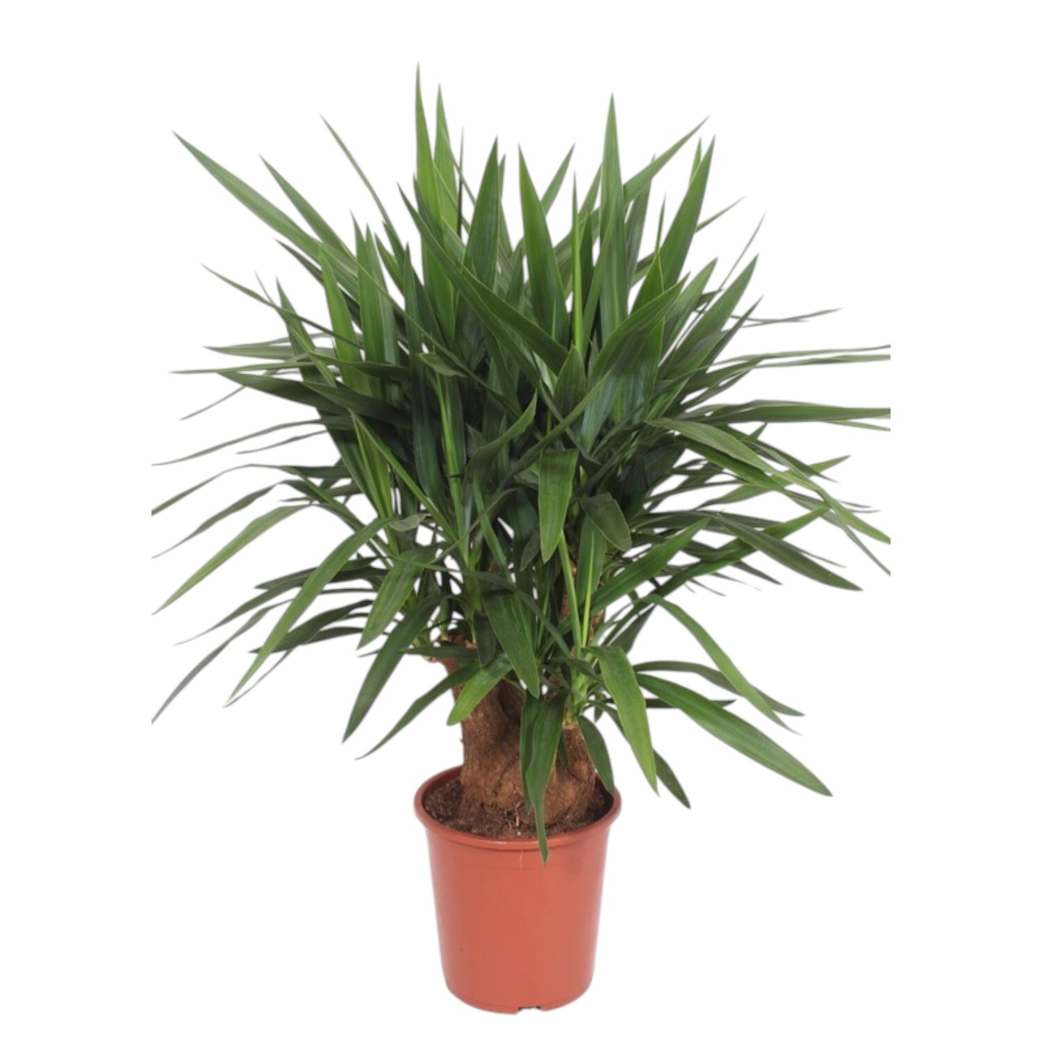 Yucca Elephantipes Houseplant Image 2