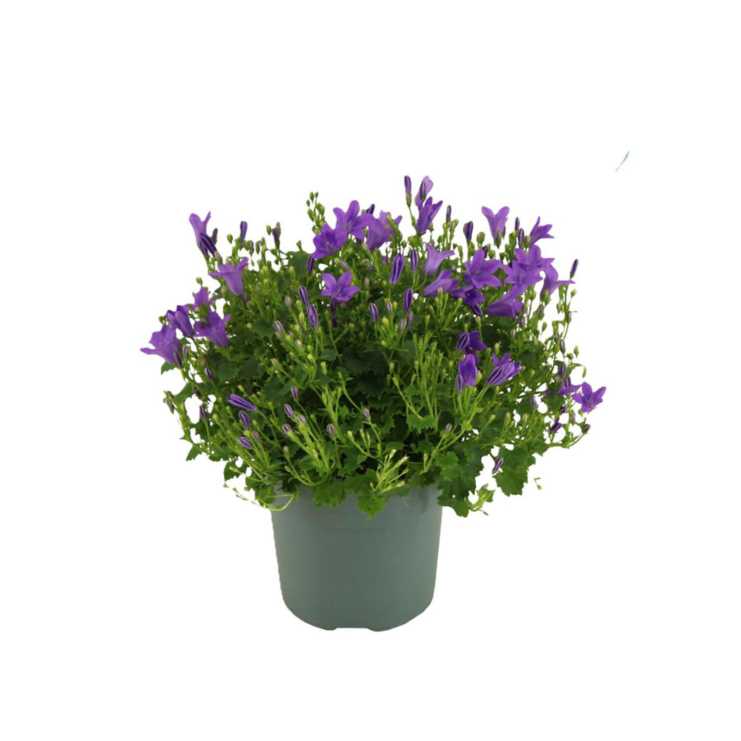 Campanula Ambella 10.5cm - Intense Purple Image