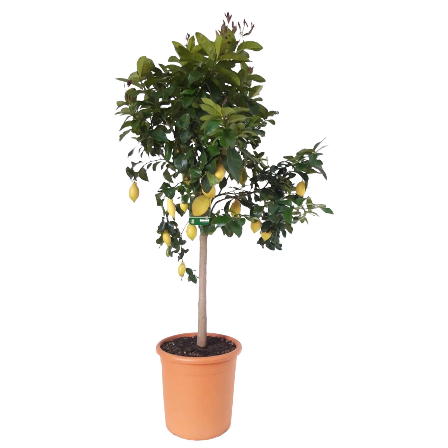 Citrus Calamondin stem 19cm - Green Image