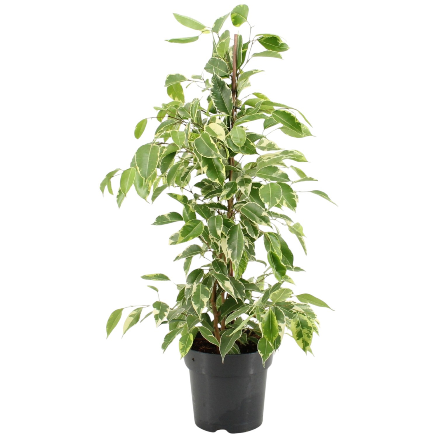 Ficus Benjamina Golden King Plant Pot Image 1