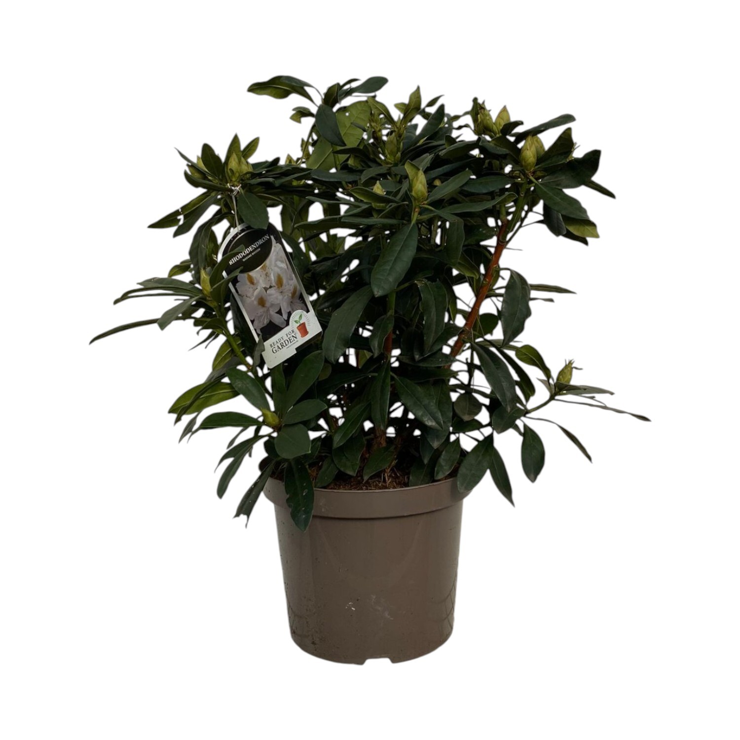 Rhododendron Plant Image