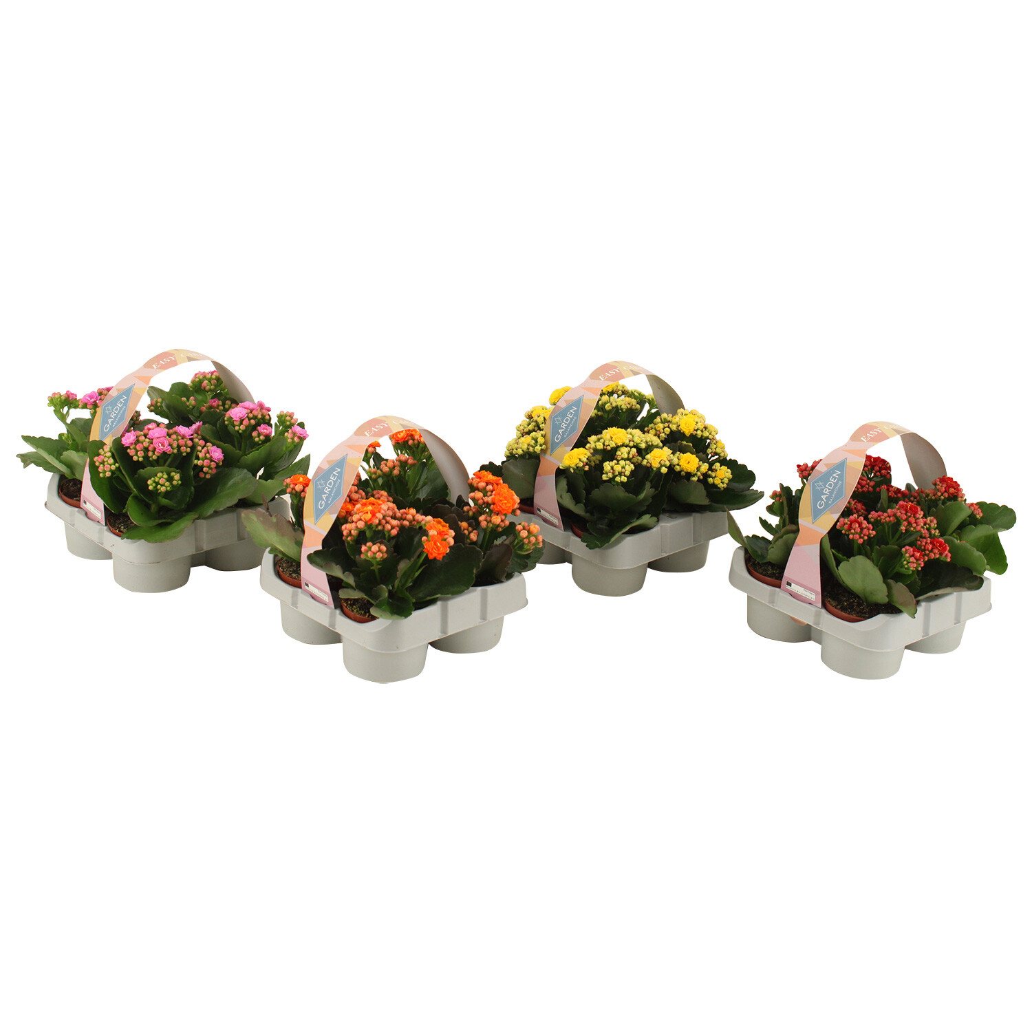 Pack of 4 Kalanchoe Image
