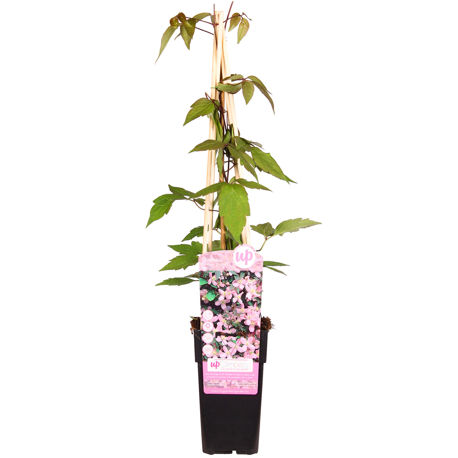Clematis 15cm - Montana Fragrant Spring Image