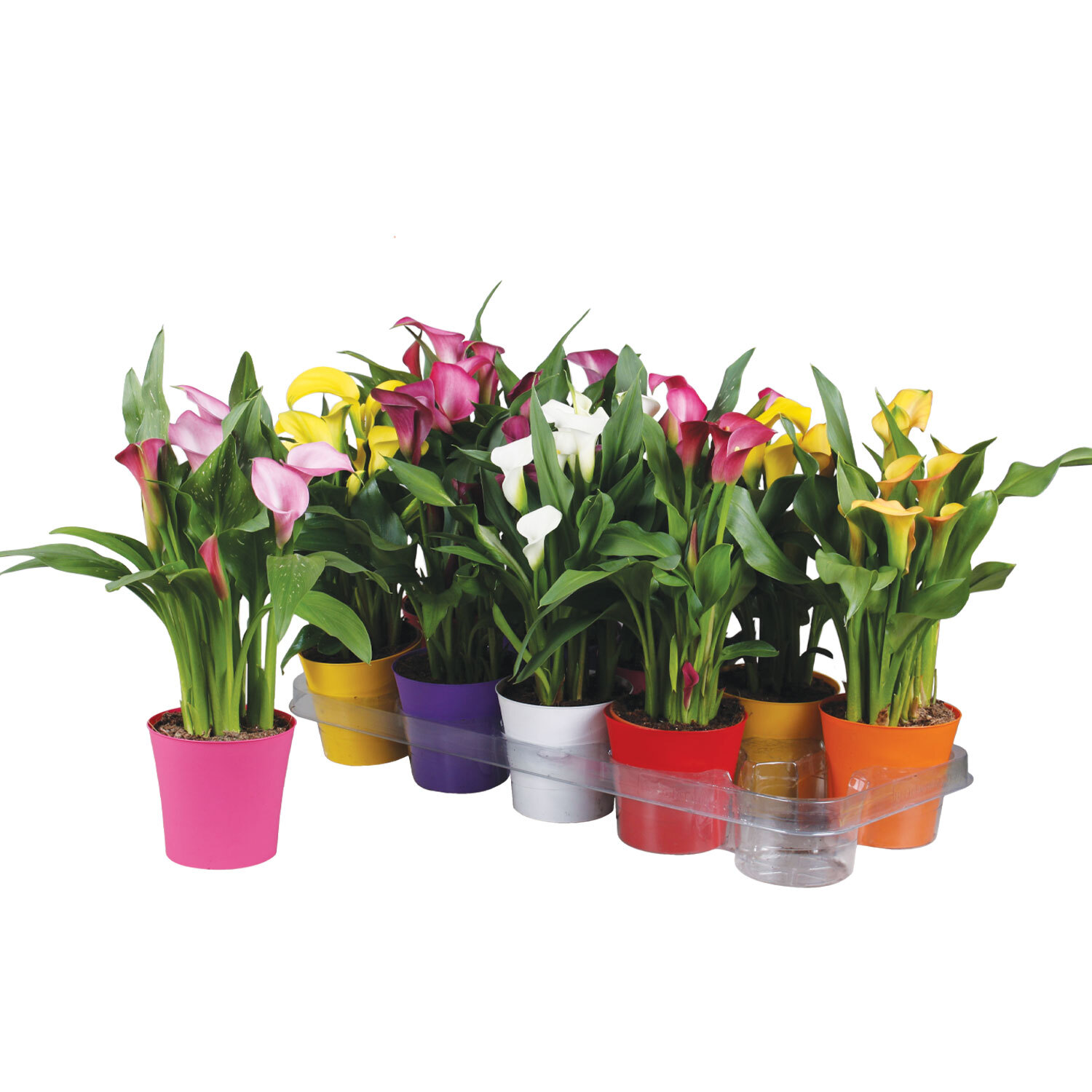 Calla Lily - 10.5cm Image