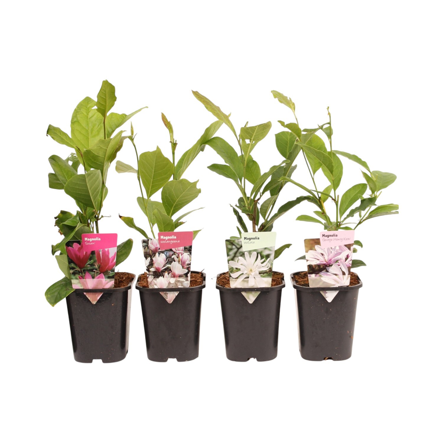 Magnolia Hardy Starter Shrub Image