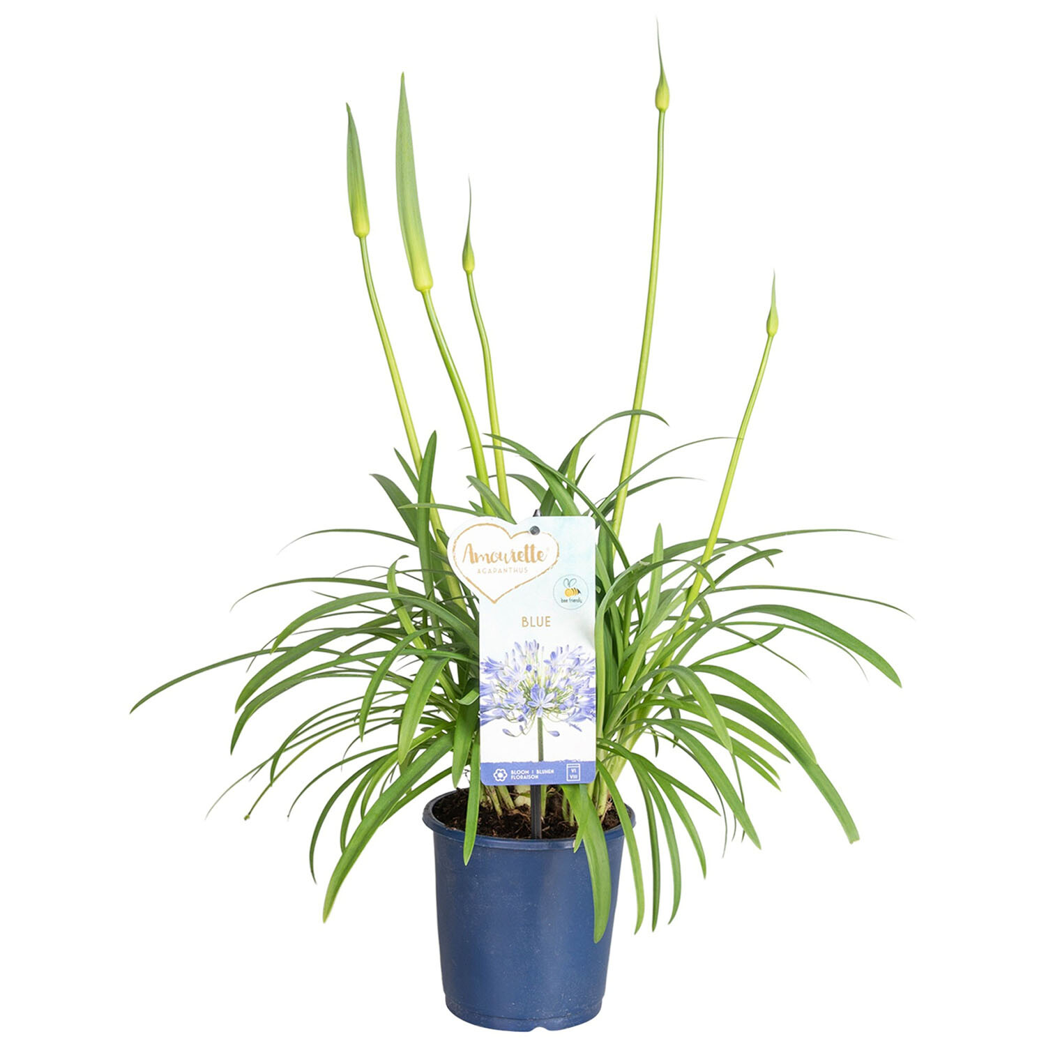 Agapanthus Blue 13cm - Blue Image