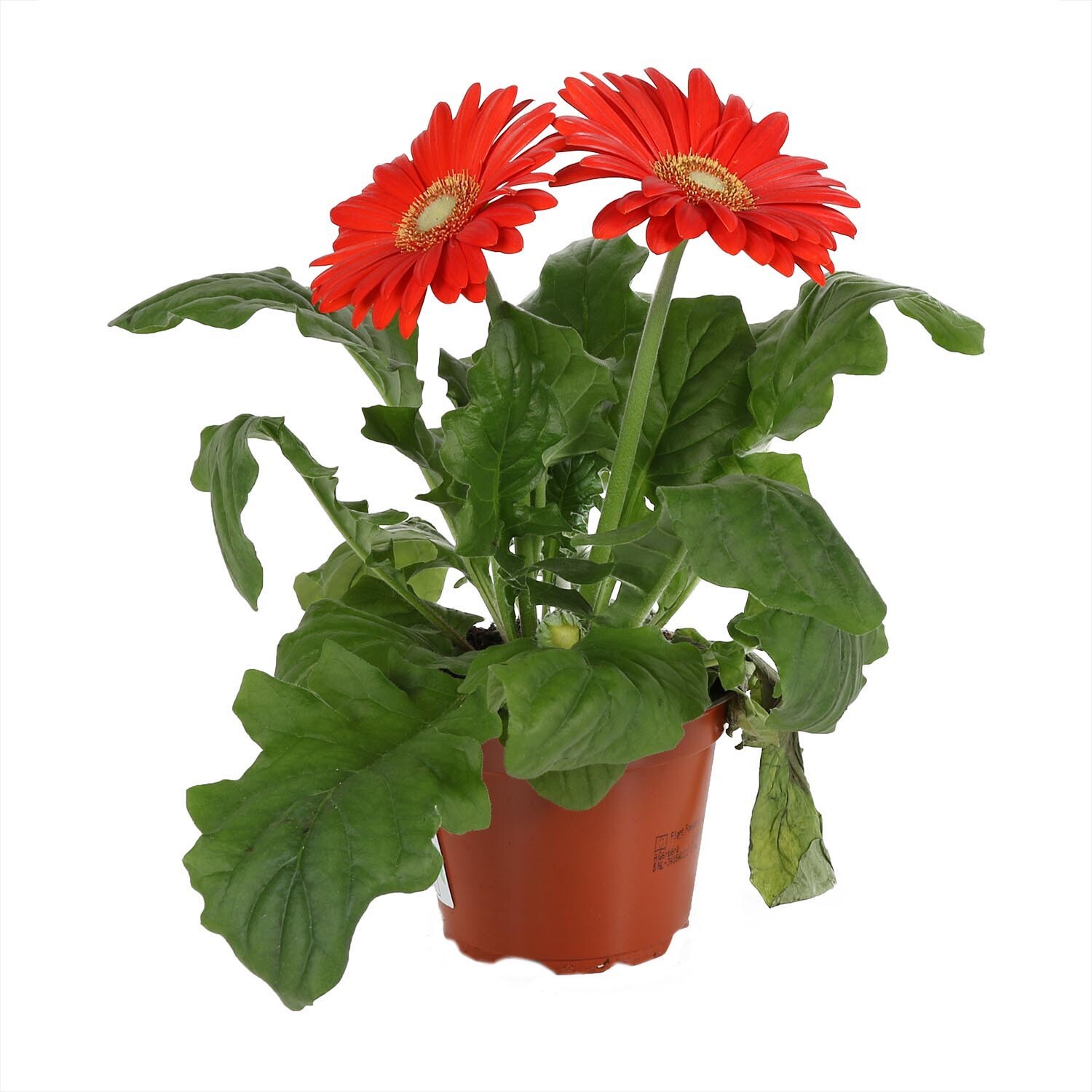 Gerbera Outdoor Plant Image 1