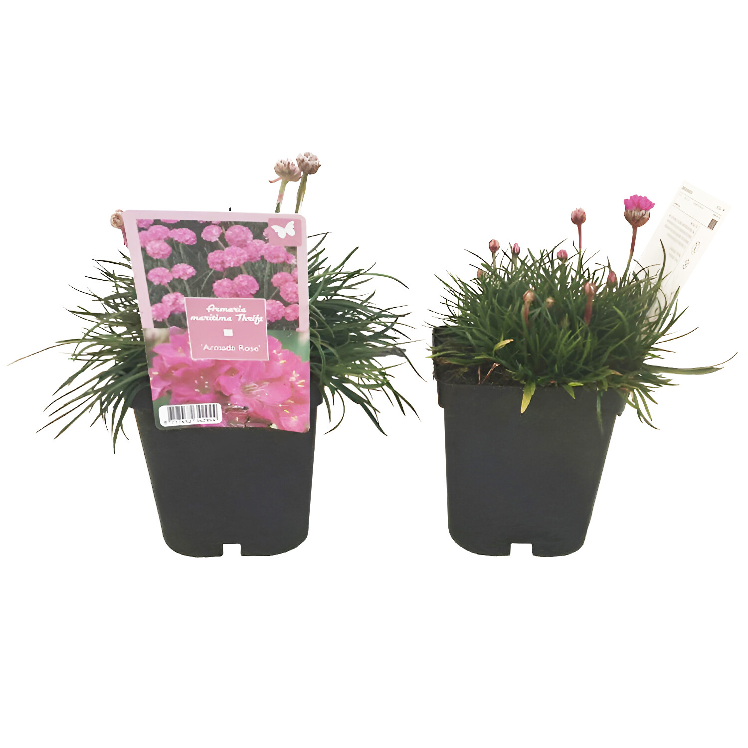 Armeria Maritima Thrift - Green Image