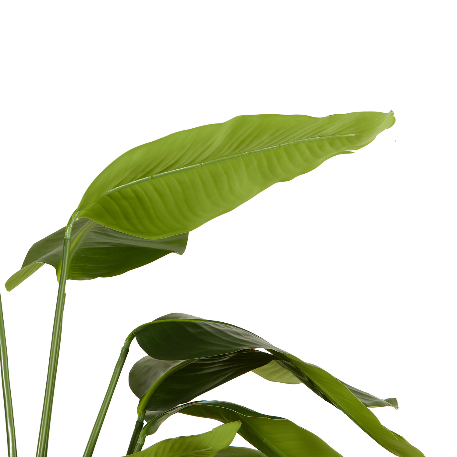 Travellers Palm Tree - Green Image 3