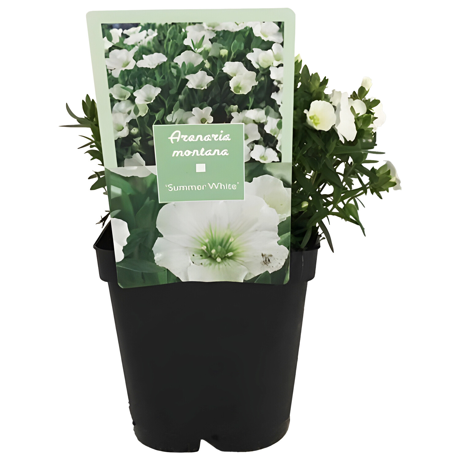 Arenaria Mountain Daisy - White Image 1