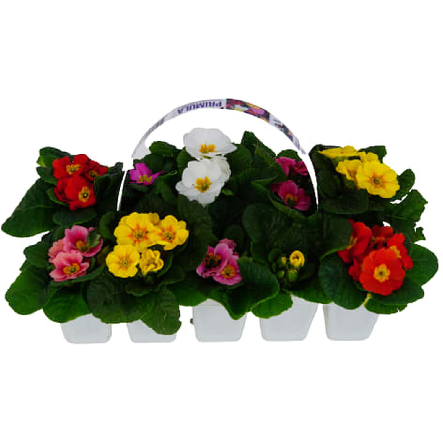 Primula Bedding - Multicolour Image