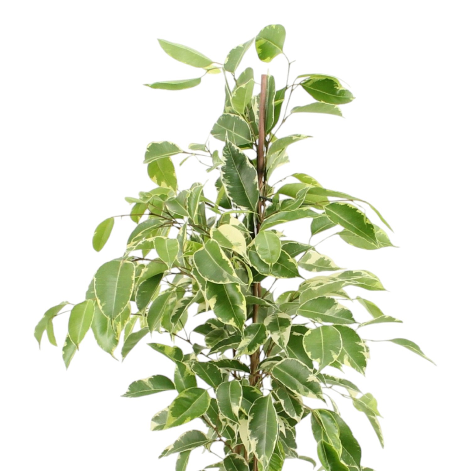 Ficus Benjamina Golden King Plant Pot Image 2