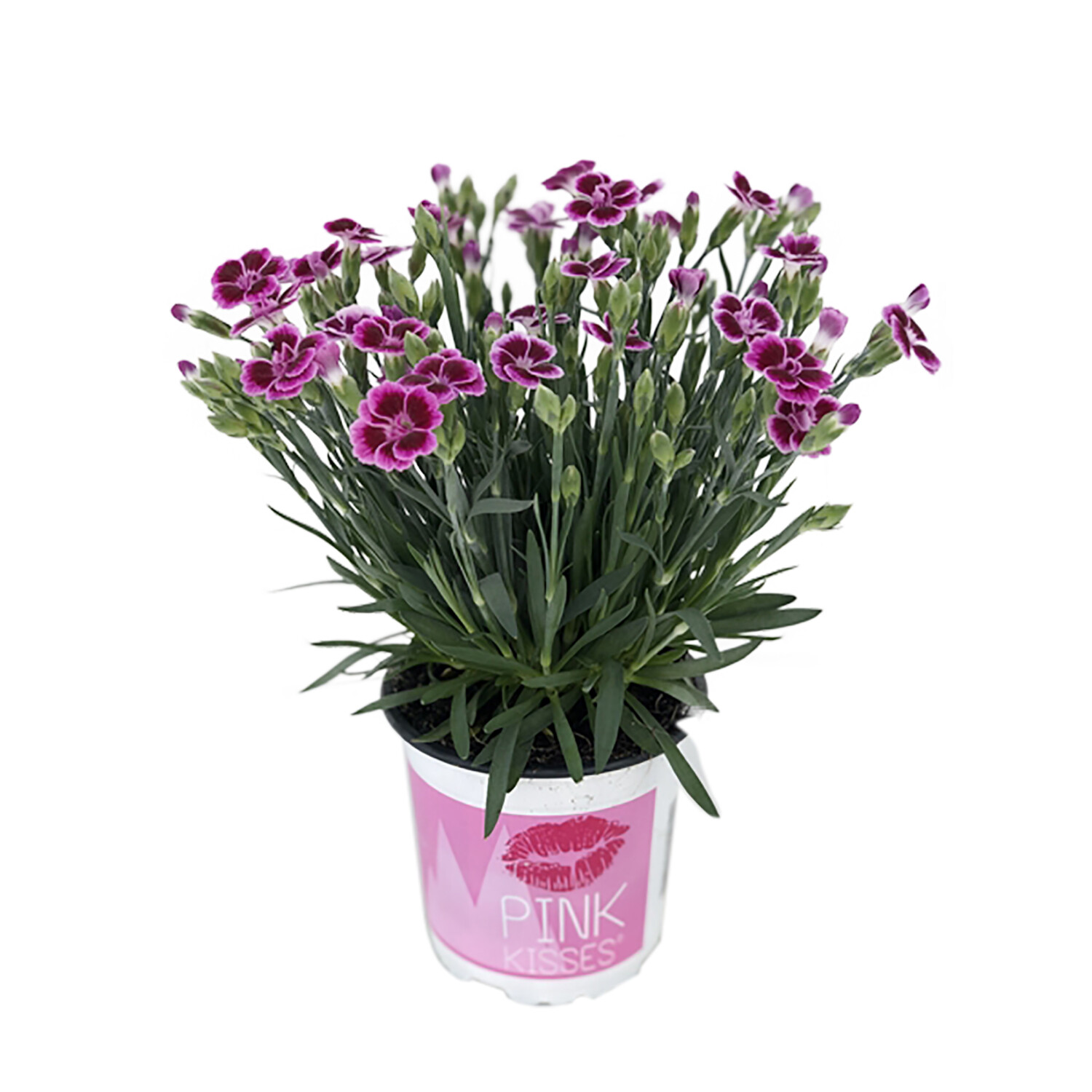 Dianthus Pink Kisses Image