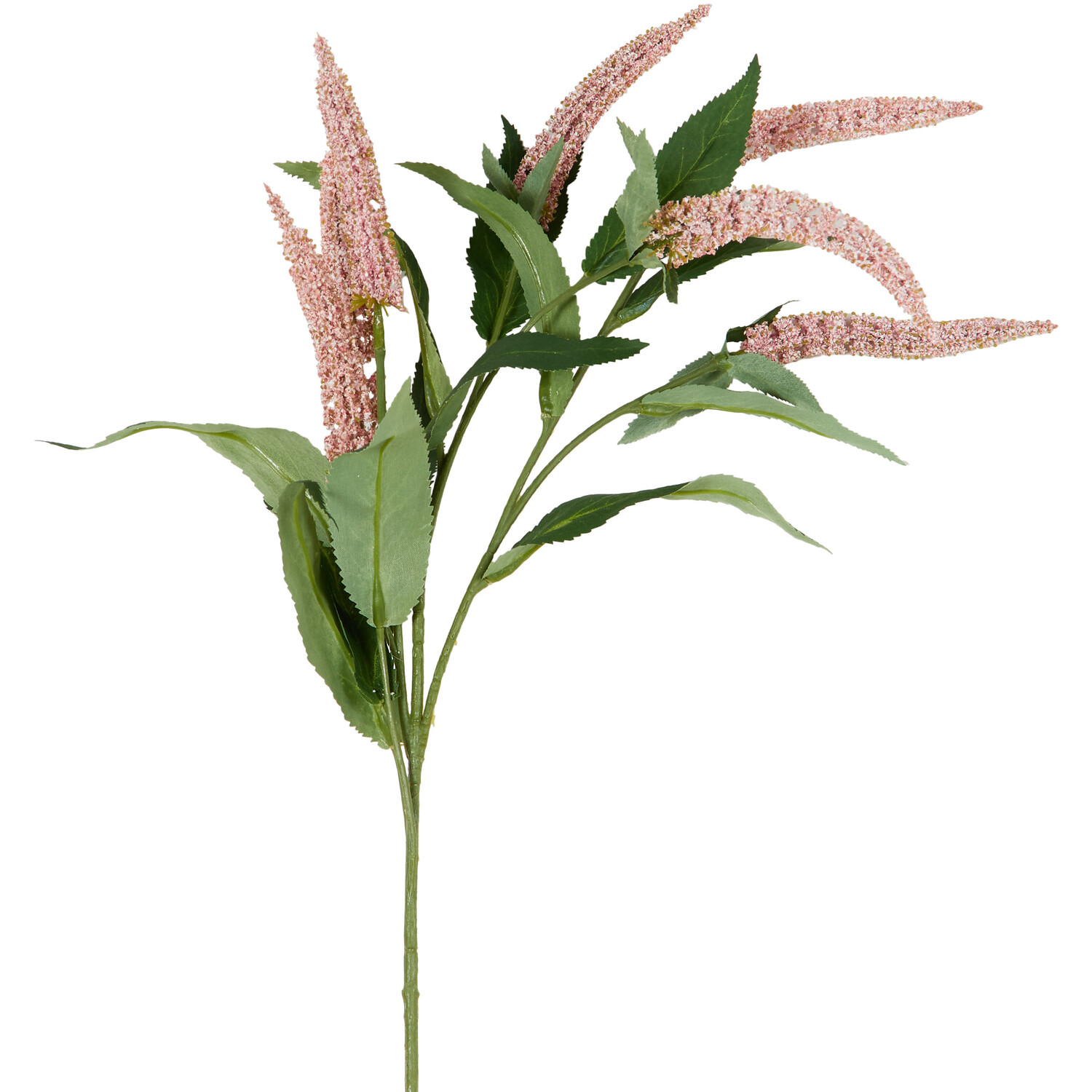 Salvia Spray Image 3