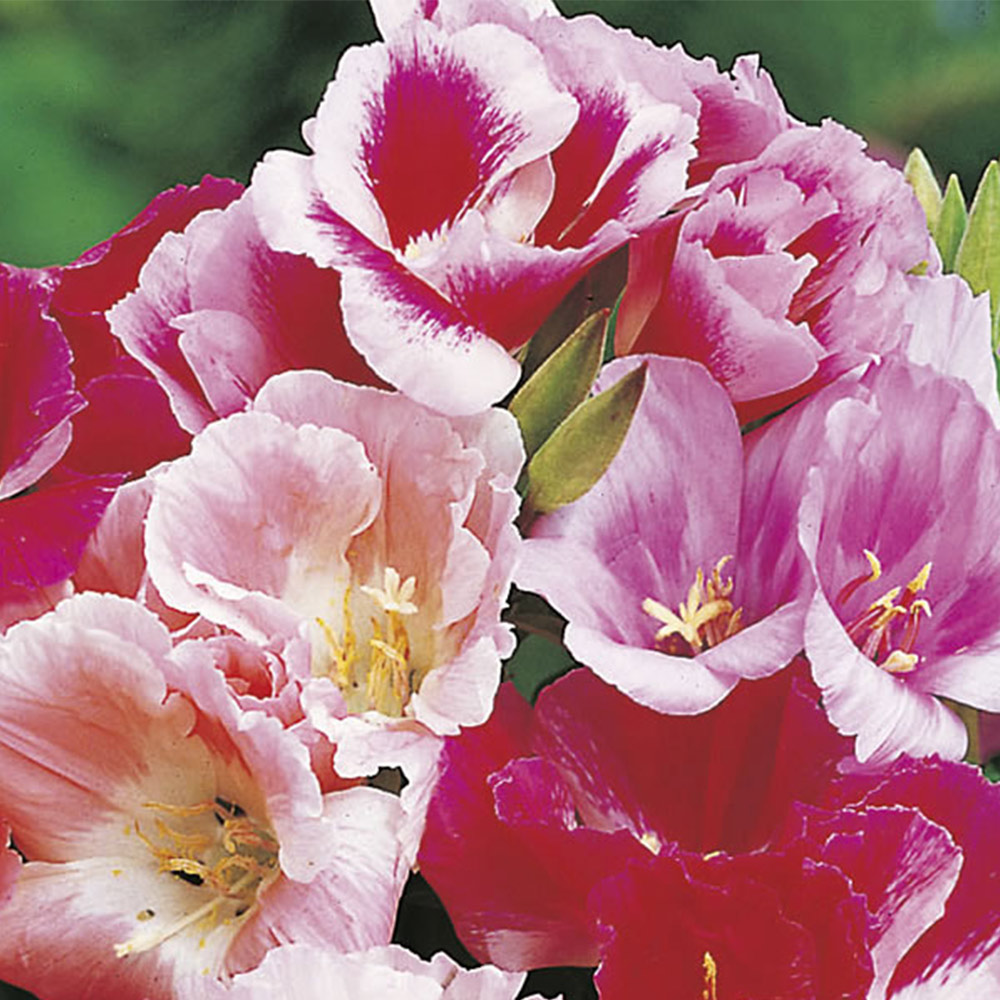 Johnsons Godetia Azalea Mix Flower Seeds Image 2