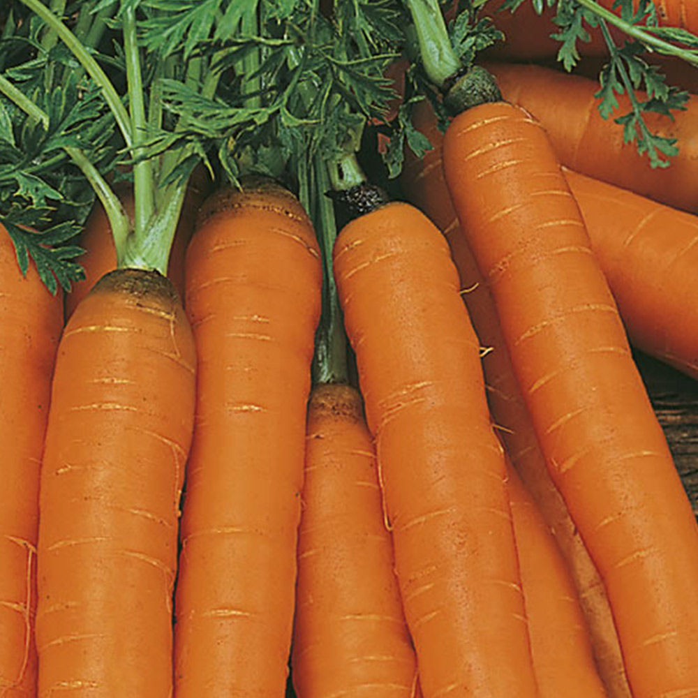 Johnsons Carrot Amsterdam Forcing 3 Seeds Image 2
