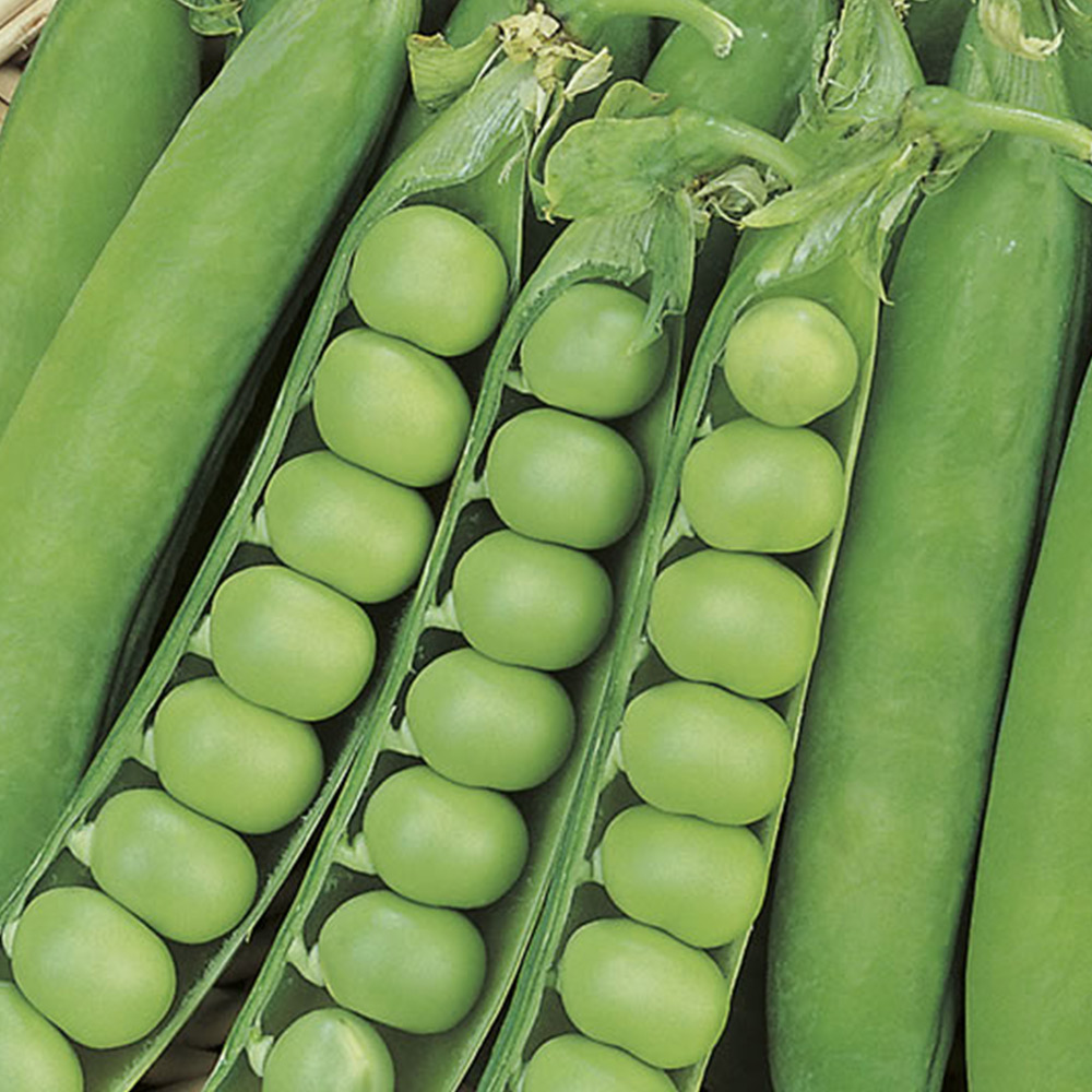 Johnsons Pea Douce Provence Seeds Image 2