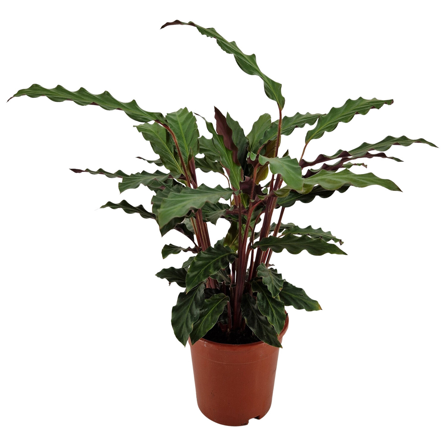Calathea Rufibarba Velvet Leaf Plant 17cm  - Green Image