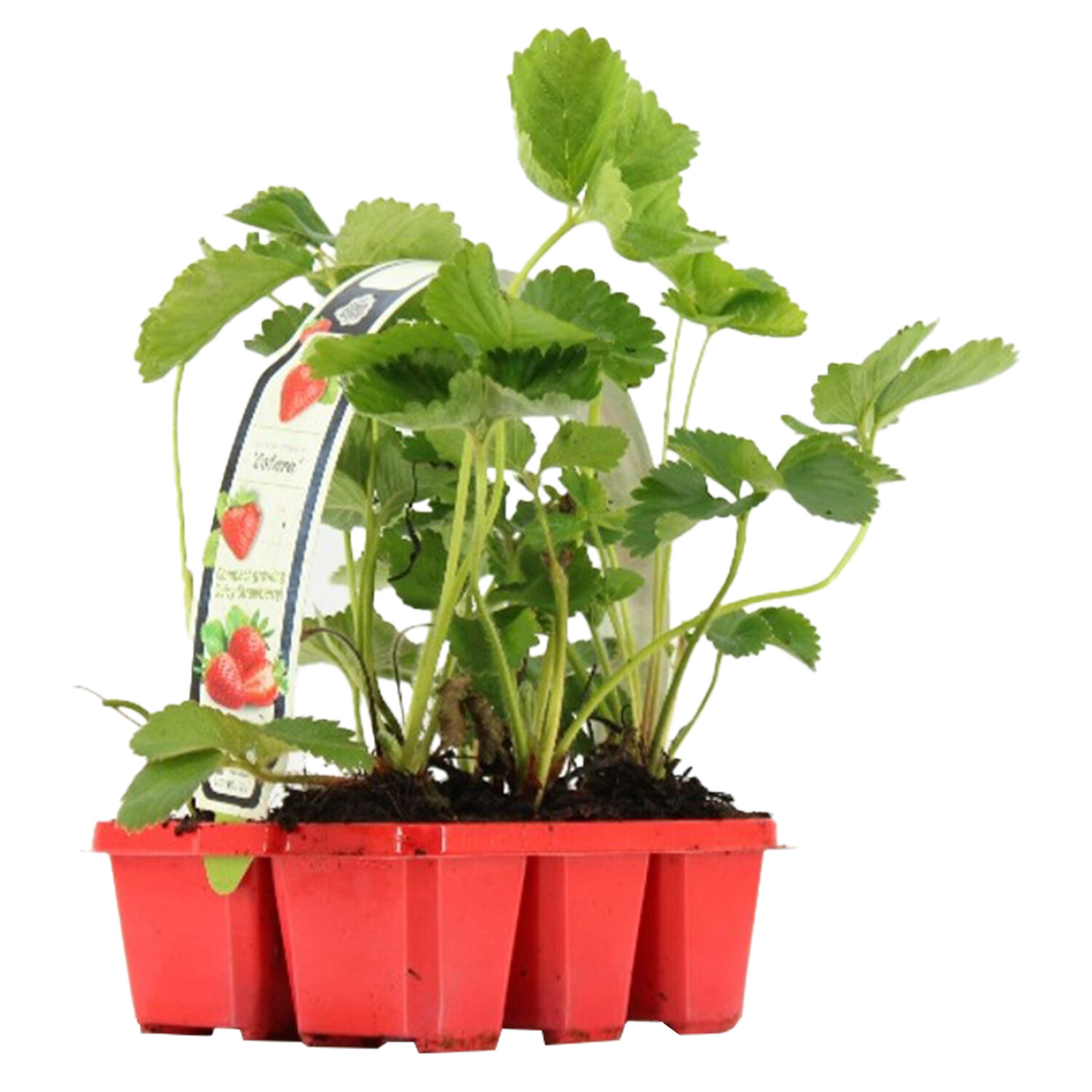 Pack of 6 Early Variety Mix Strawberry Plants Image 2