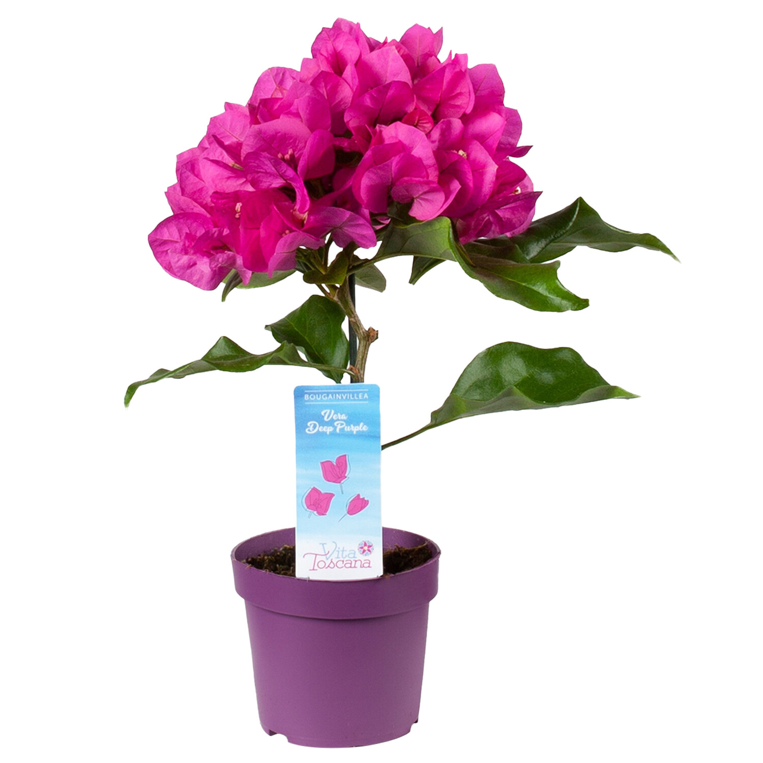 Bougainvillea Vera Deep Purple Image