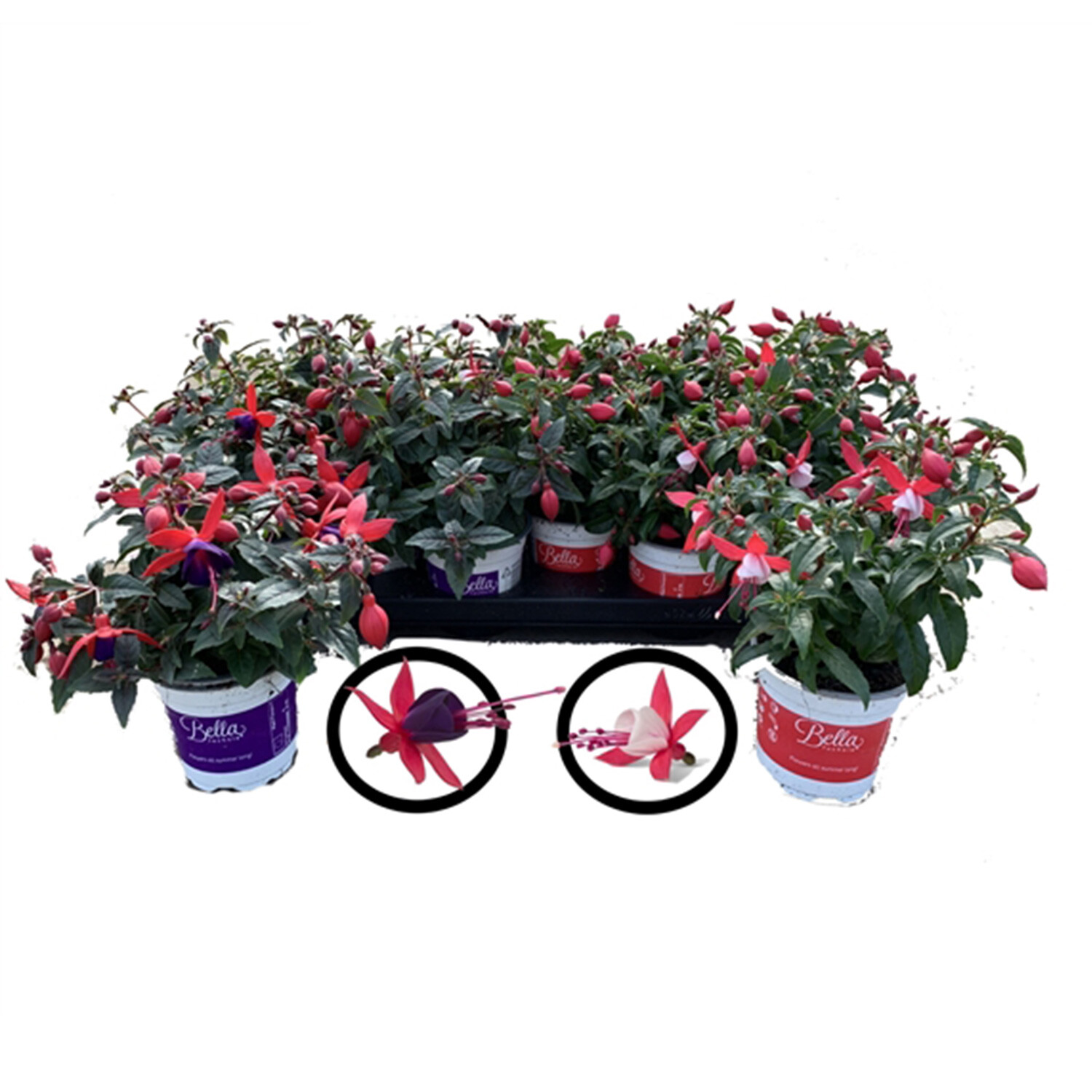 Fuchsia - Bush Image