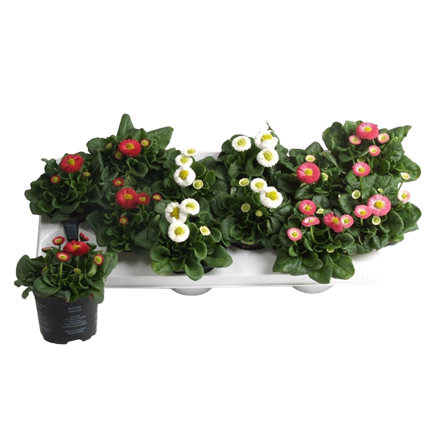 Bellis Speedstar Mix - Multicolour Image