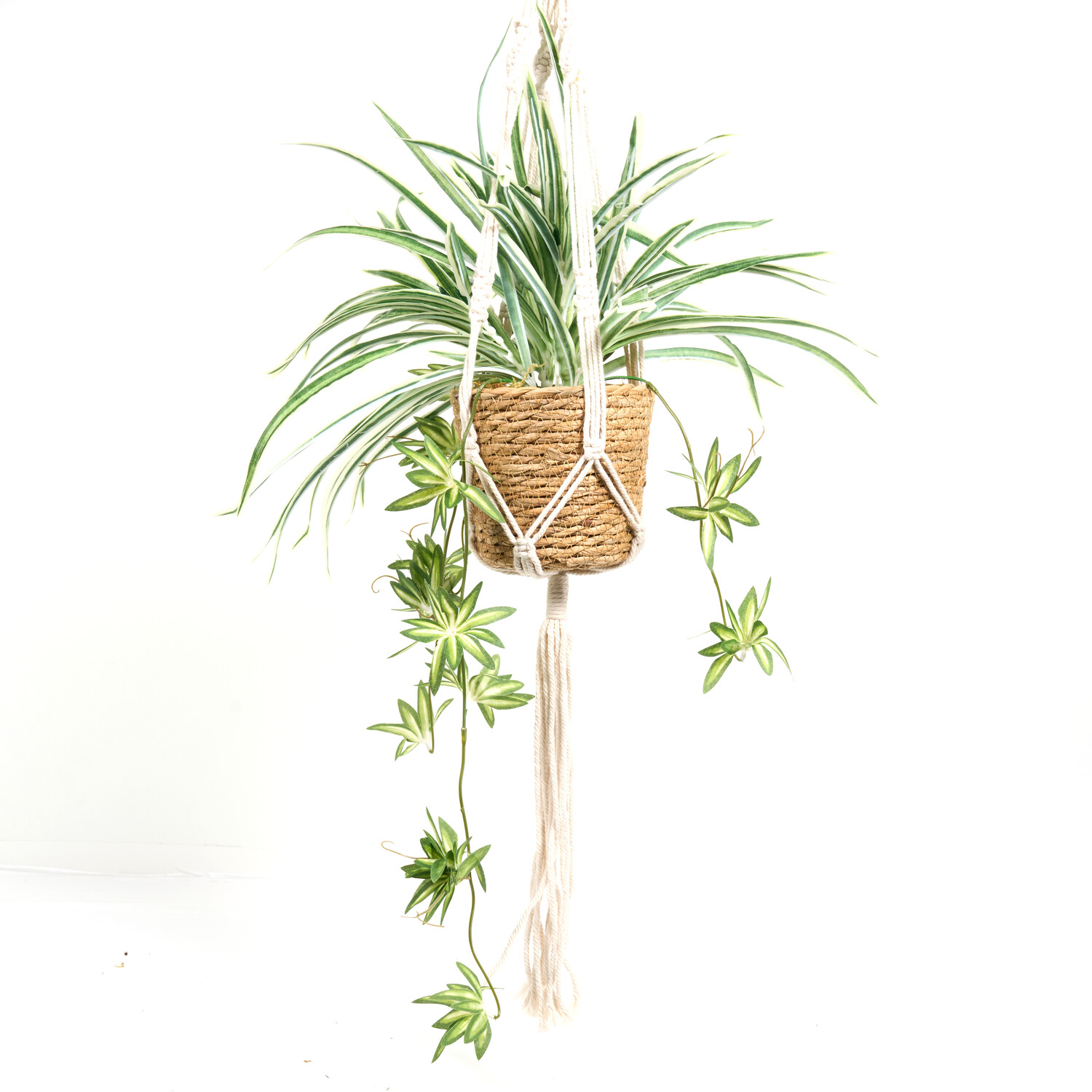 Spider Plant in Water Hyacinth Basket Image 2
