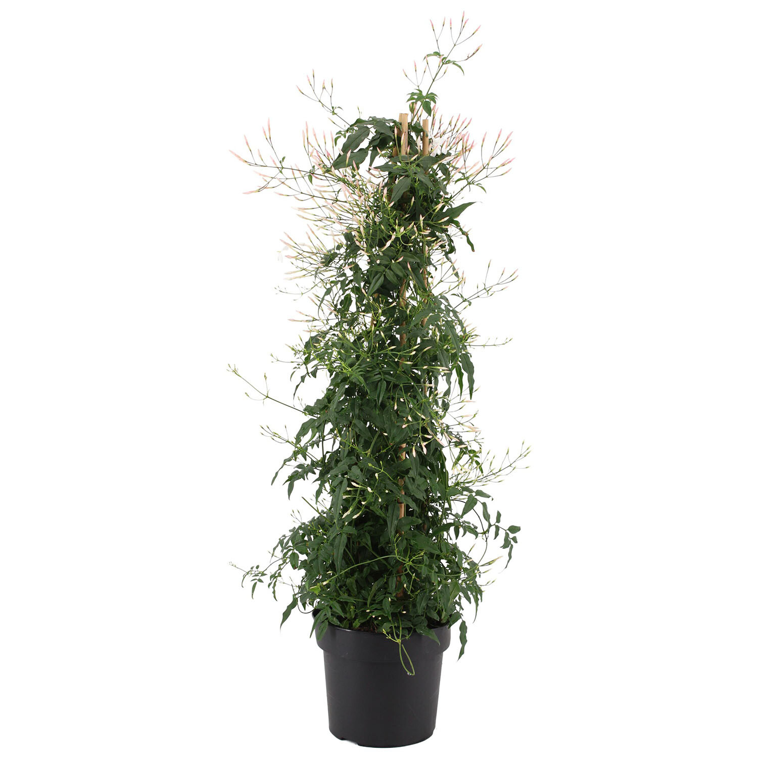 Jasmine Pyramid Mix - Green Image