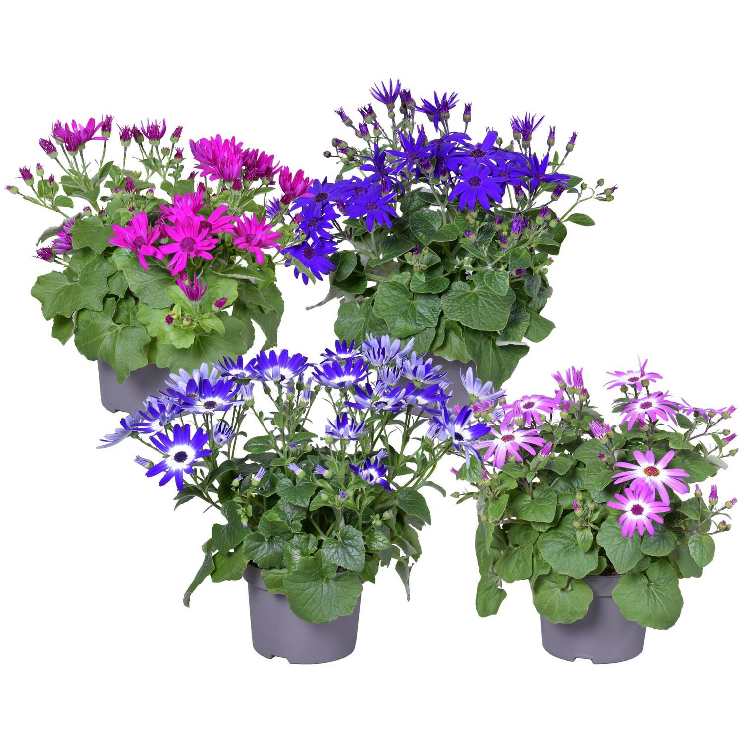 Senetti Pericallis 13cm - Multicolour Image