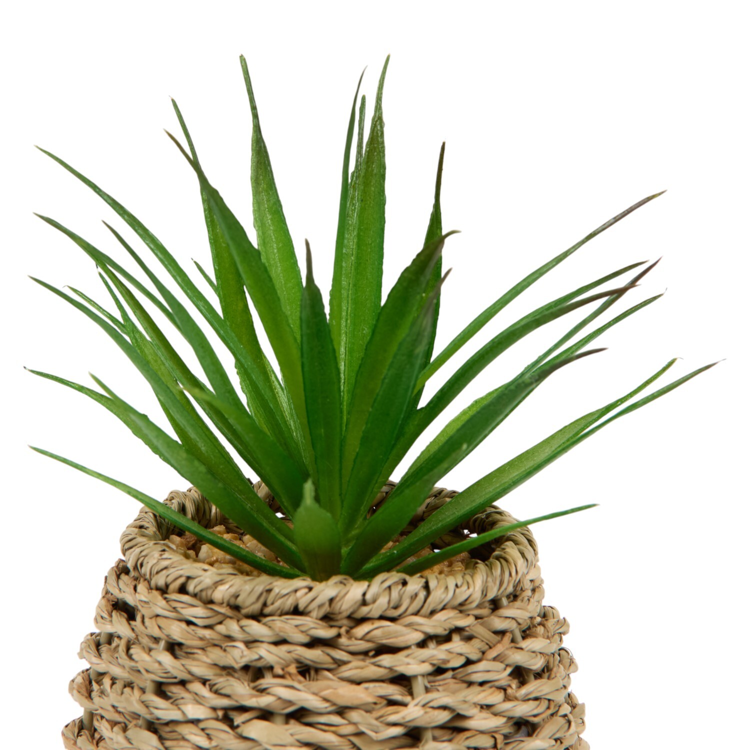 Succulent in Water Hyacinth Pot Natural Image 5