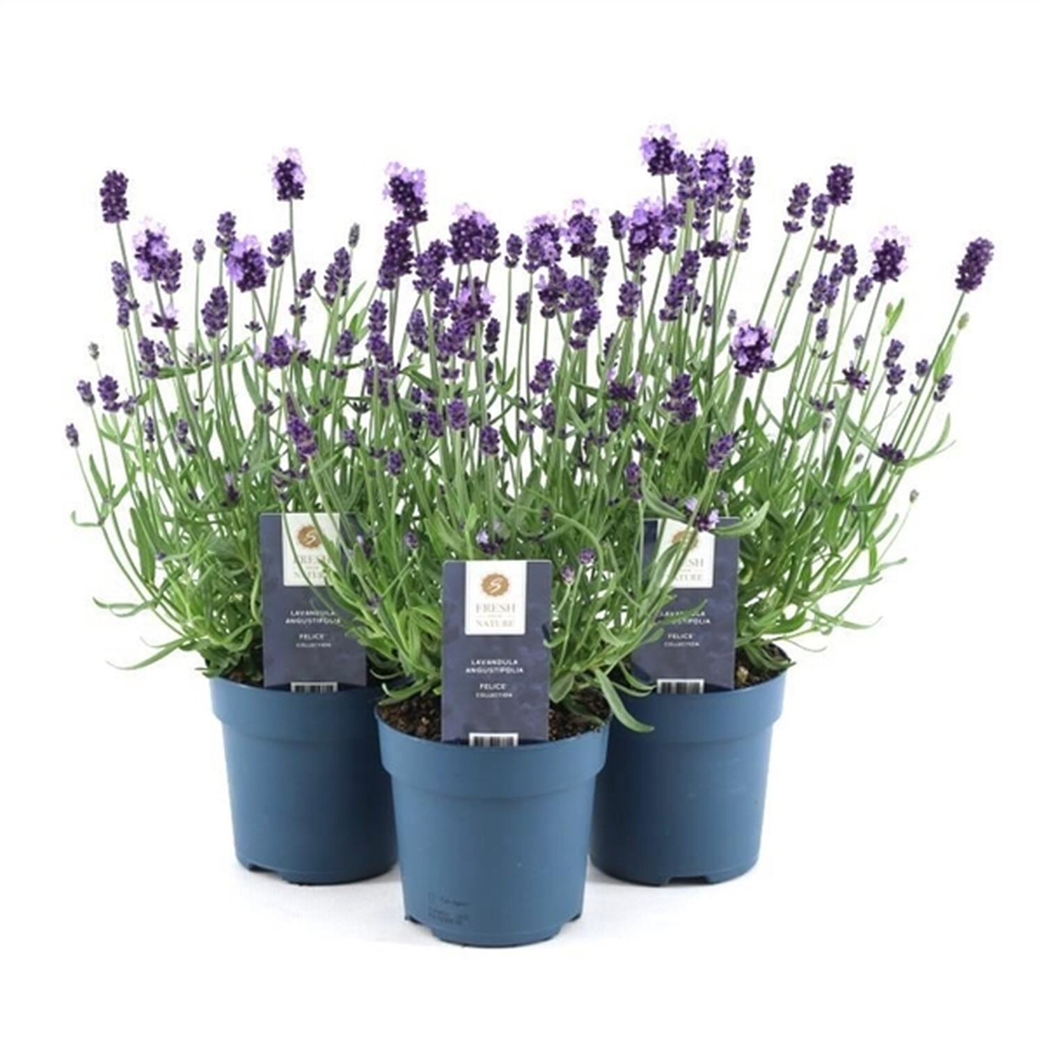 Lavender Angustifolia Felice Mix Image