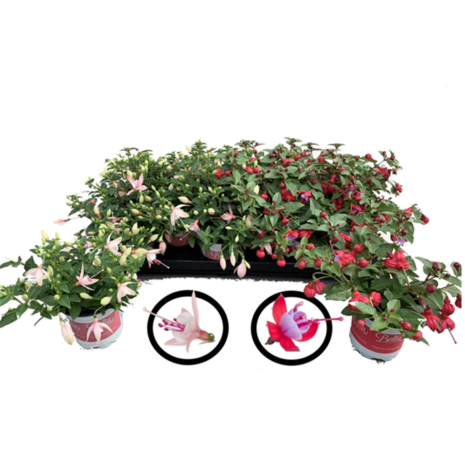 Fuchsia - Semi Trailing Image
