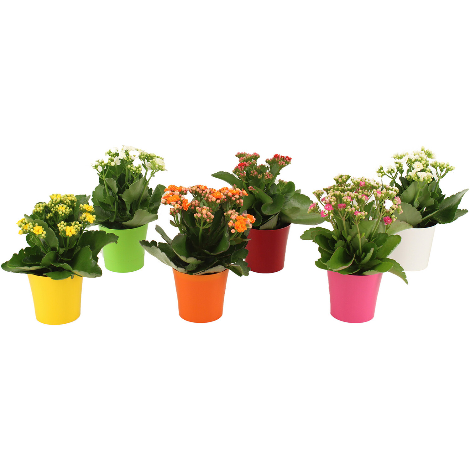 Kalanchoe in Pot Image