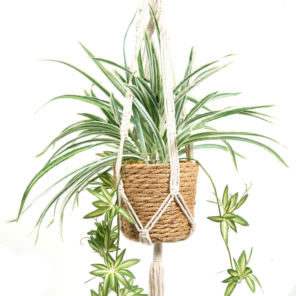 Spider Plant in Hanging Basket2 Image 2