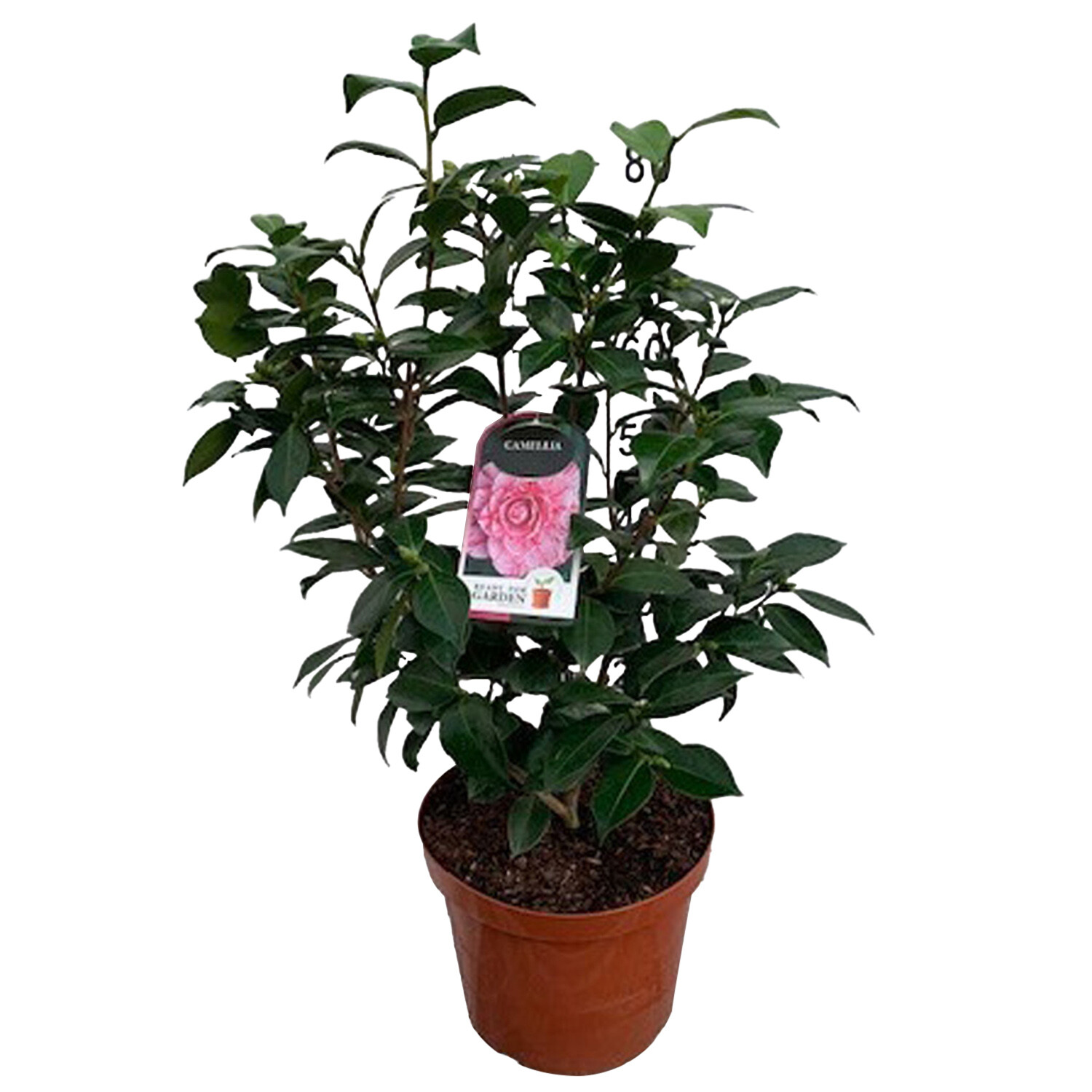 Camellia Japonica - Green Image