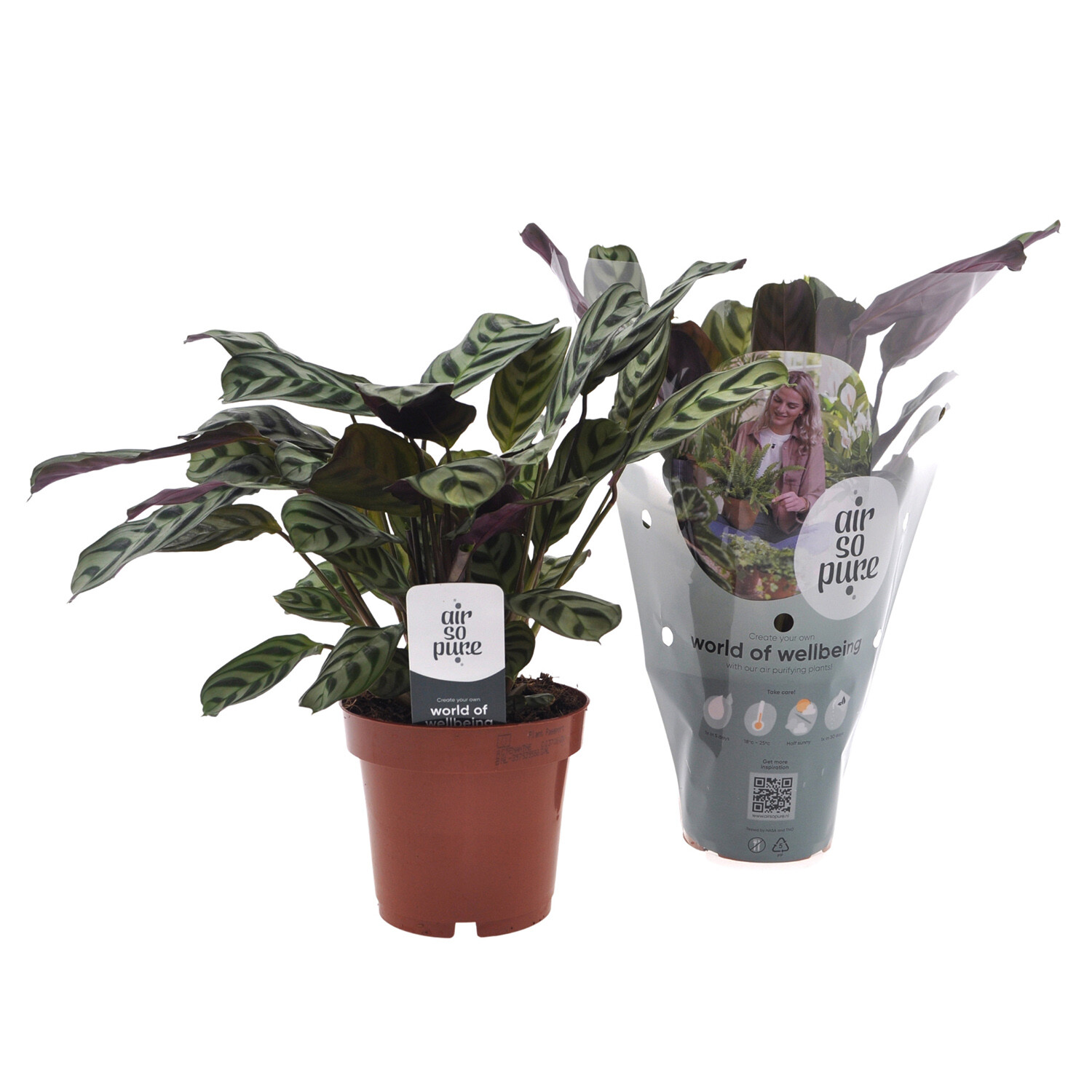 Ctenanthe Burle Marxii 12cm - Green Image