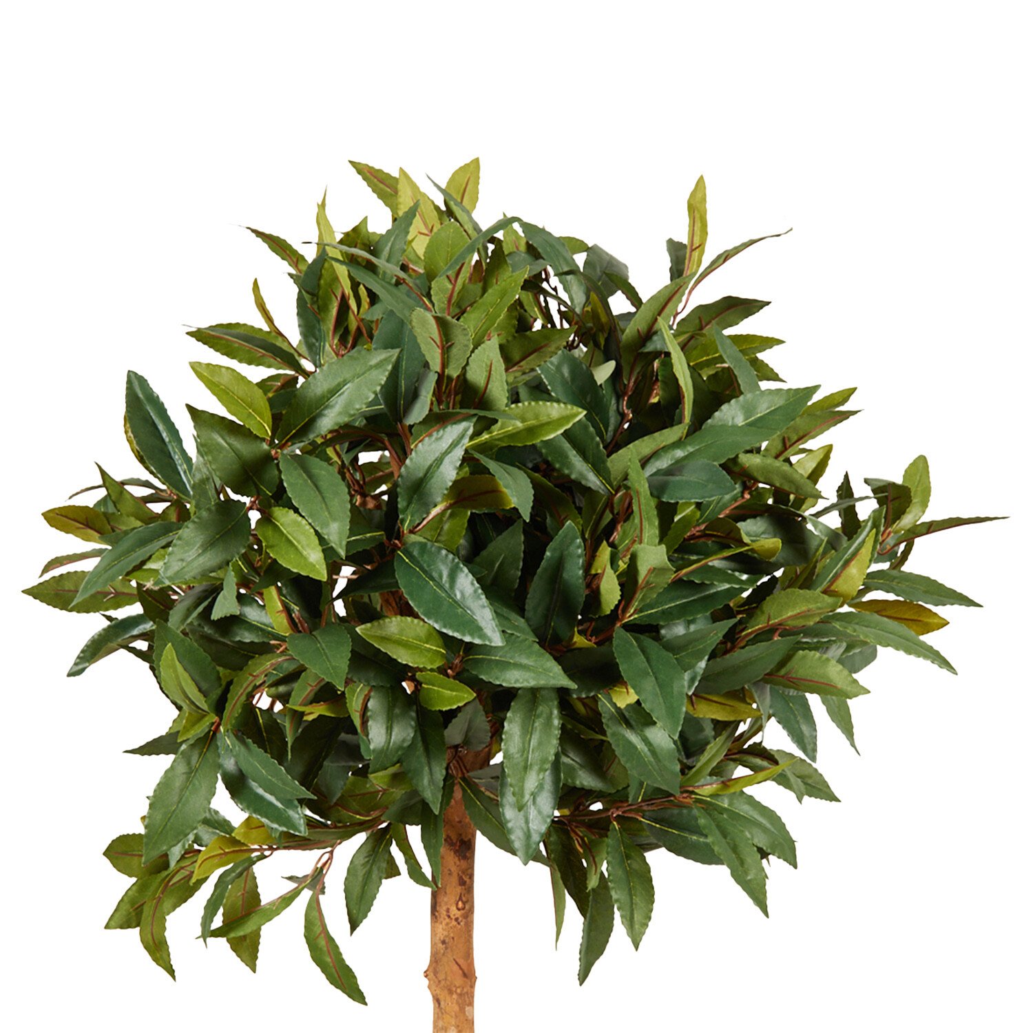 Topiary Style Single Trunk Bay Leaf Tree - Green Image 5