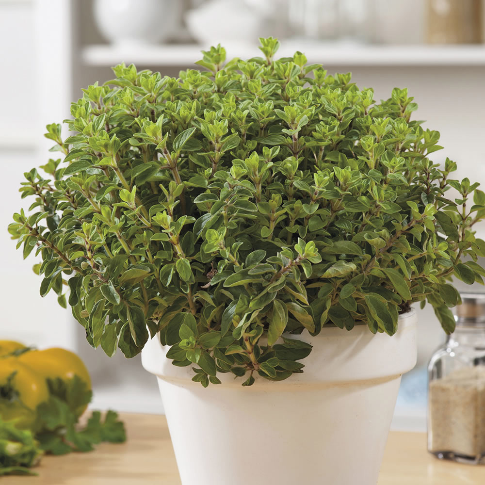Johnsons Greek Oregano Herb Seeds Image 2