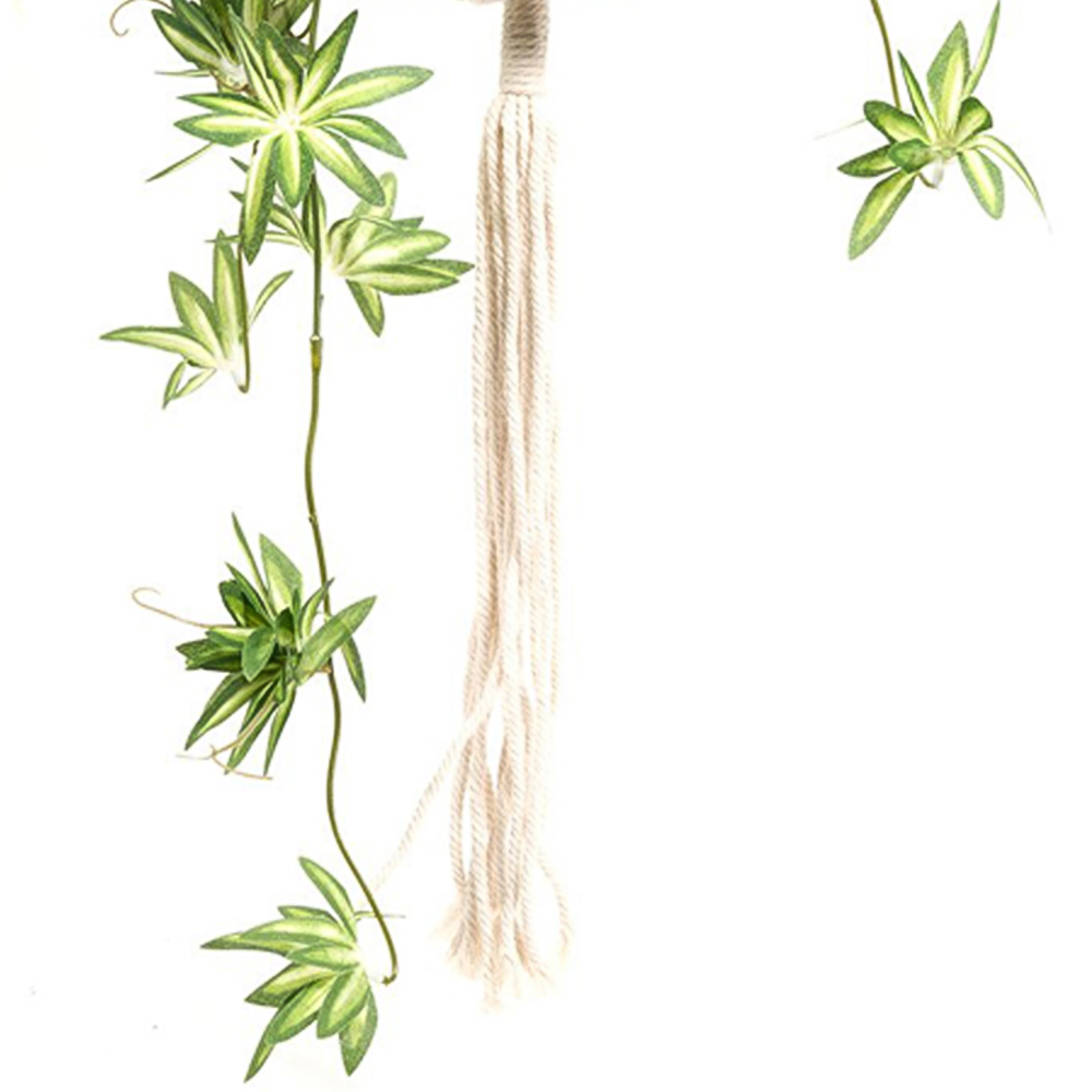 Spider Plant in Hanging Basket2 Image 4