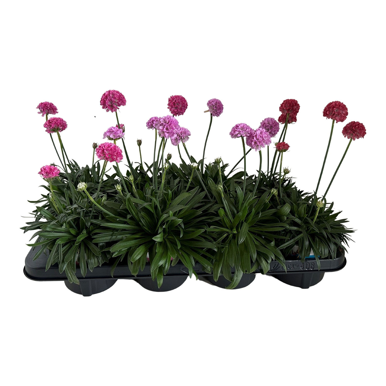 Armeria Dreameria Mix 12cm - Multicolour Image