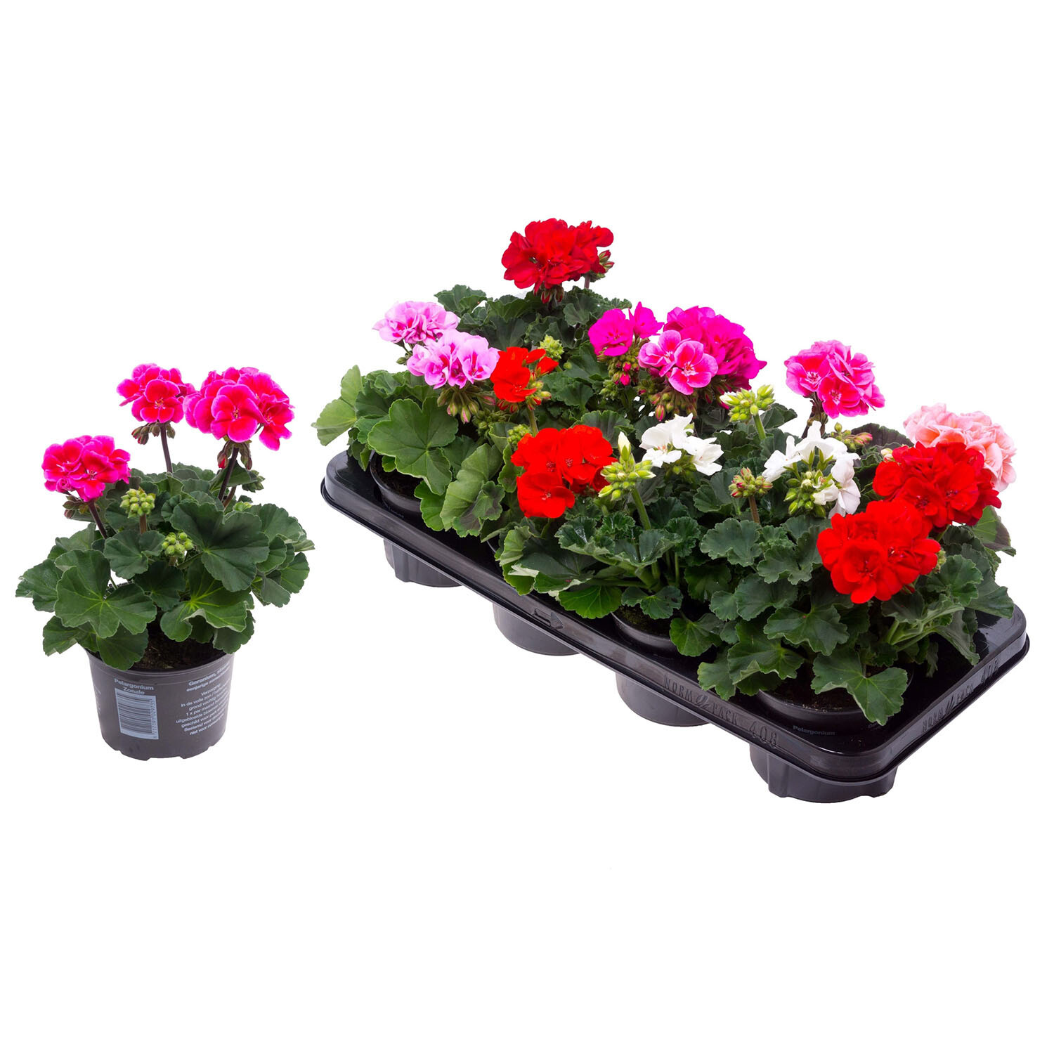 Geranium Zonale - 10.5cm Pot Image