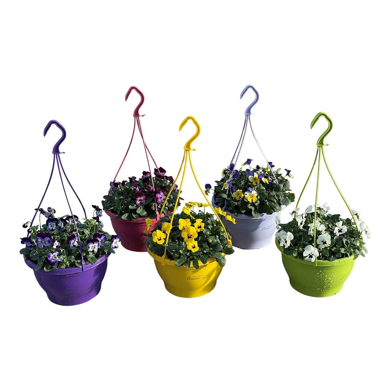 Viola Cornuta Houseplant 21cm - Multicolour Image