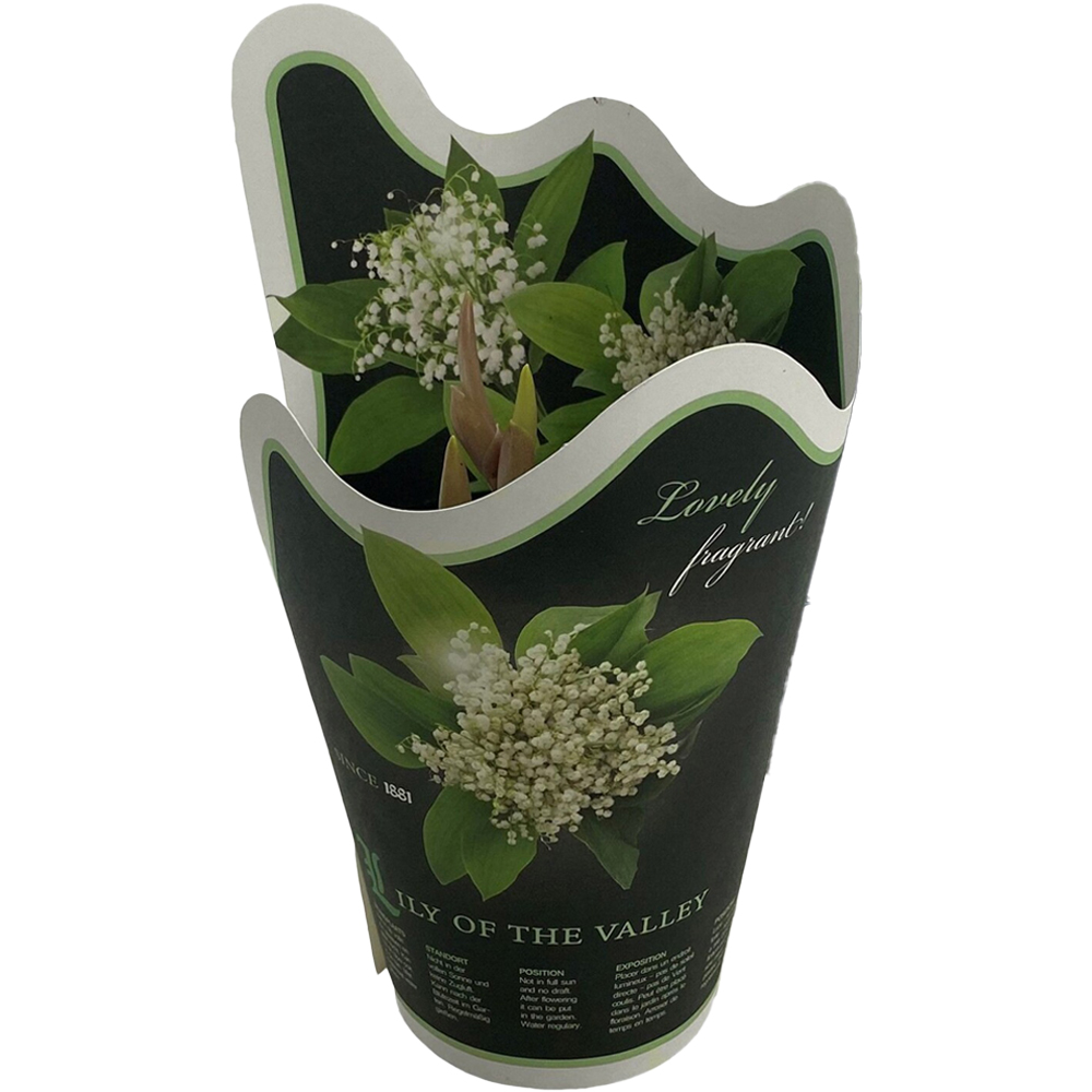 Convallaria Lily of the Valley Plant Image 1